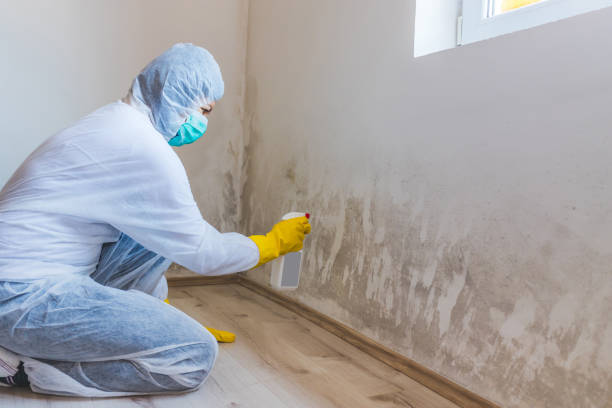 Licensed Mold Testing service in Manhasset, NY - WQB Mold Removal